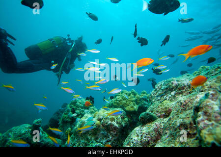 La vie de corail multicolore, Ari-Atoll. Maldives Banque D'Images