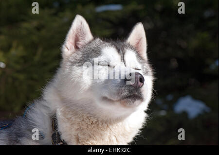 Husky avec un heureux. calme et détendue. Banque D'Images