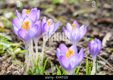 Les crocus en fleurs printemps éclatantes ou safran fleurs ensoleillées sur sunny glade dans les Alpes Banque D'Images