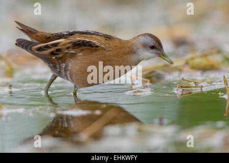 Little Crake, femme, adulte, Campanie, Italie (Porzana parva) Banque D'Images