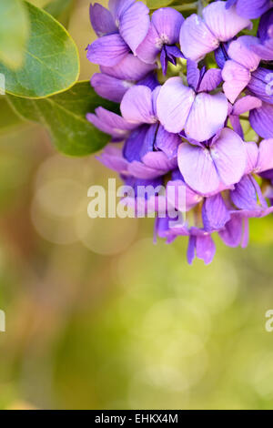 Mountain Laurel Texas des fleurs sur un fond vert. Banque D'Images
