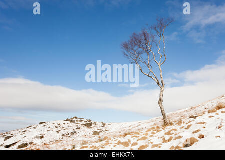 Un arbre sous ciel bleu sur un couvert de neige journée d'hiver dans le parc national de Peak District. Banque D'Images