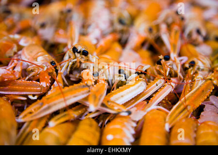 Langoustines au marché, l'Angleterre, Close up Banque D'Images