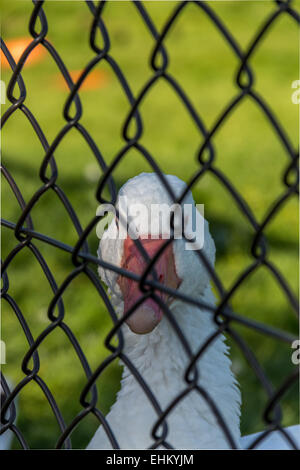 Goose retenu en captivité au zoo Banque D'Images