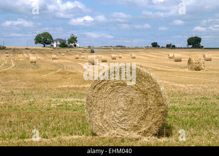 Un champ de balles de foin rondes fraîchement coupé en cours de récolte par un agriculteur de l'Ontario à la fin de l'été. Banque D'Images