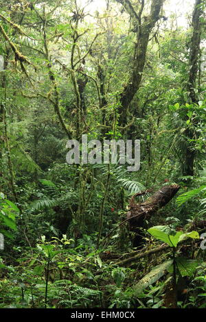 Les arbres épais dans la forêt de nuages de Monteverde, Costa Rica réserve biologique Banque D'Images