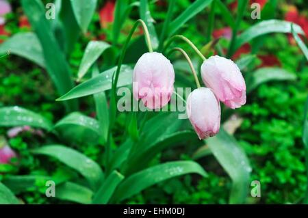 Les tulipes dans la pluie Banque D'Images