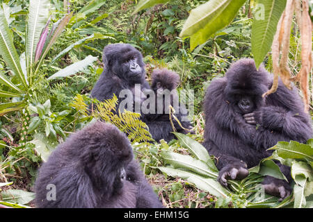 Les gorilles de montagne au parc national des volcans, Rwanda (groupe Kuryama) Banque D'Images
