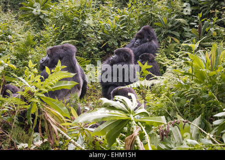 Les gorilles de montagne au parc national des volcans, Rwanda (groupe Kuryama) Banque D'Images