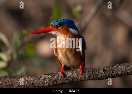 Martin-pêcheur huppé (Alcedo cristata) perché sur une branche. Banque D'Images