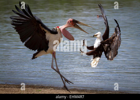 Poissons d'Afrique et de l'aigle au milieu de combats Marabout africain de l'air. Banque D'Images