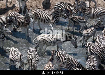 Plusieurs zèbres dans un bassin d'eau. Banque D'Images