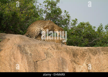 Deux léopards (Panthera pardus) l'accouplement. Banque D'Images