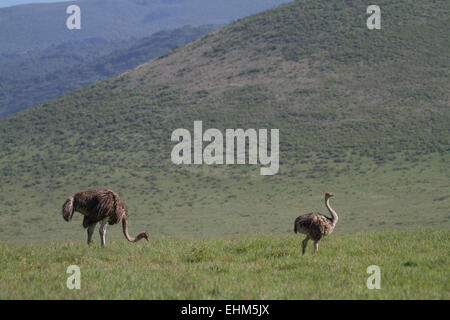 Deux femmes d'autruche commune (Struthio camelus) dans le cratère Ngorogoro Banque D'Images