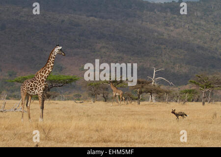 Girafe à regarder un chien sauvage courir vers elle. Banque D'Images