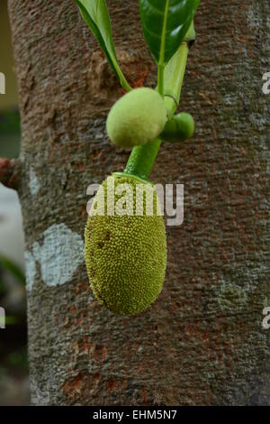 Jack fruits tendres -fréquemment observés dans la zone géographique comme l'Inde du sud, surtout dans le Kerala. Banque D'Images