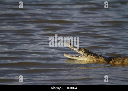 Le crocodile du Nil (Crocodylus niloticus) avec la bouche ouverte et de la boue sur la tête. Banque D'Images