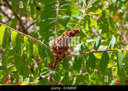 Feuilles et fruits de l'Orme, à feuilles de sumac Rhus coriaria. Banque D'Images