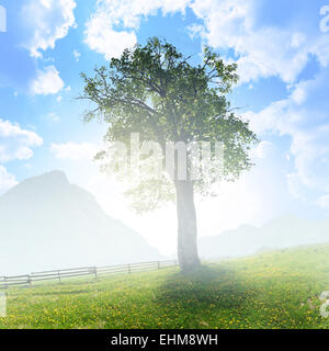 Un vieil arbre solitaire dans les montagnes en toile de fond des paysages pittoresques. La photo a été prise le fisheye Banque D'Images