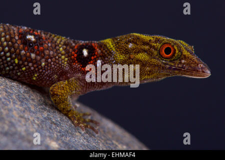 Grenadines griffé gecko (daudini Gonatodes) Banque D'Images