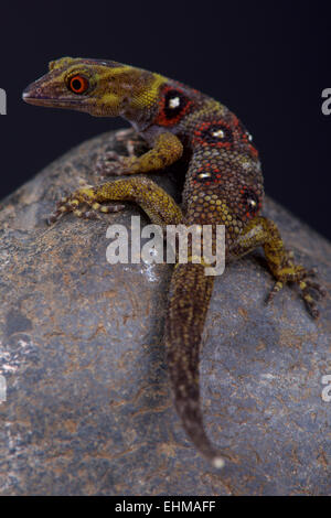 Union Island gecko (daudini Gonatodes) Banque D'Images