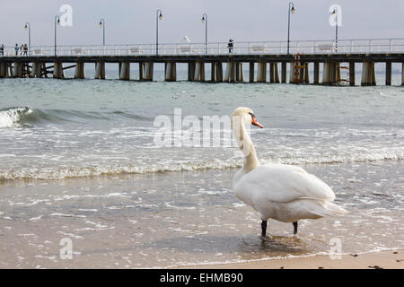 Cygne au côte de la mer Baltique à Gdynia, Pologne Banque D'Images