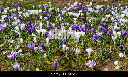 Crocus en fleurs, printemps, Devon, England, UK Banque D'Images