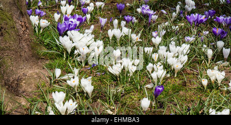 Crocus en fleurs, printemps, Devon, England, UK Banque D'Images