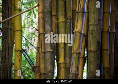 Bambou Dendrocalamus giganteus (géant), Madagascar Banque D'Images