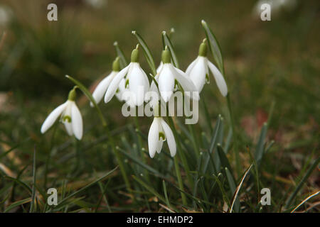 Snowdrop Galanthus nivalis (commune) à Steinbach près de Radebeul, Saxe, Allemagne. Banque D'Images