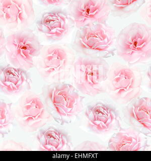 Roses rose motif transparent Banque D'Images
