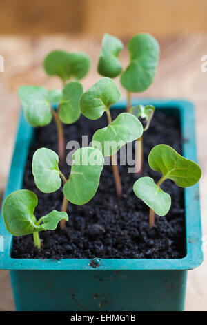 Mirabalis jalapa plants. Banque D'Images