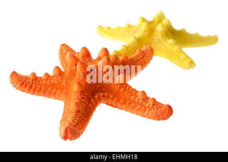 Objets isolés : deux étoiles de mer, orange et jaune, isolé sur fond blanc, closeup shot, perspective blur Banque D'Images