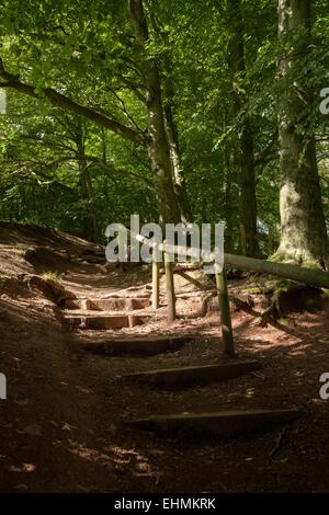 Les surfaces boisées sur les collines, près de Halesowen Clément et Hagley Banque D'Images