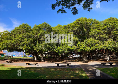 Banyan Tree sur Front Street, Lahaina, Maui, Hawaii, USA Banque D'Images