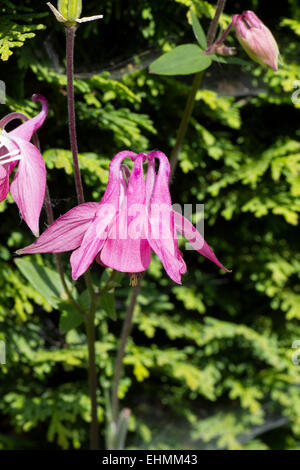 Fleurs de jardin uk rose Banque D'Images