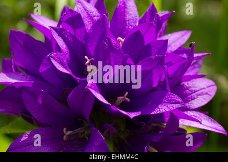 Fleurs violettes Banque D'Images