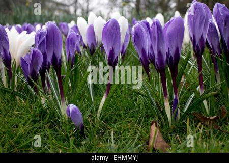 Crocus naturalisé dans l'herbe, UK Banque D'Images