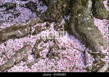 Les pétales de fleurs de cerisier tombées (sakura) couvrent le sol au début du printemps à Kyoto, au Japon Banque D'Images