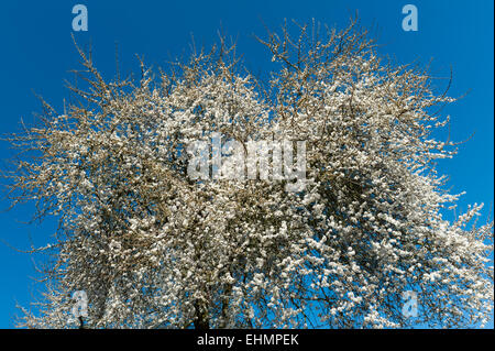 Un arbre de la cerise sauvage (prunus avium), aussi connu sous le nom de bird cherry ou gean en pleine floraison précoce dans une haie dans le Herefordshire, UK Banque D'Images