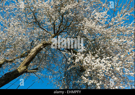 Un arbre de la cerise sauvage (prunus avium), aussi connu sous le nom de bird cherry ou gean en pleine floraison précoce dans une haie dans le Herefordshire, UK Banque D'Images