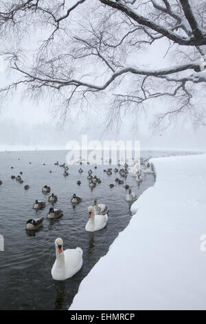 Les oiseaux d'eau se rassemblent le long du bord du lac partiellement gelé dans Prospect Park, dans l'espoir d'être nourris par les gens. Brooklyn, New York. Banque D'Images