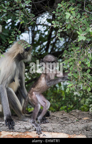 Les plaines du sud de langurs gris Banque D'Images