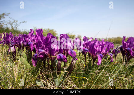 Iris pumila dans leur habitat naturel Banque D'Images