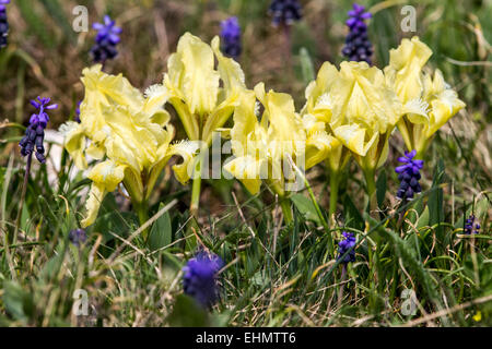 Iris pumila dans leur habitat naturel Banque D'Images