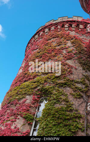 Vigne vierge, Parthenocissus quinquefolia,Dalhousie Castle, Scotland Banque D'Images