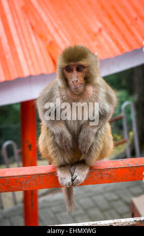 Un bébé singe macaque rhésus perché sur une balustrade au Temple Jakhu, près de Shimla, Himachal Pradesh, Inde Banque D'Images