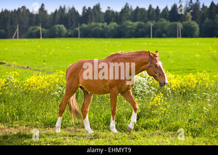 Bay horse sur une prairie dans un brillant Banque D'Images