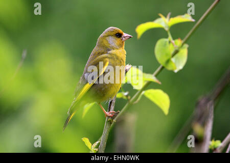 Carduelis chloris Greenfinch, Banque D'Images