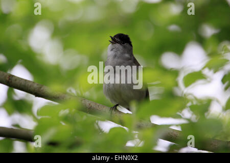 Sylvia atricapilla Blackcap, Banque D'Images